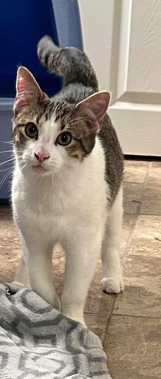 Thai, a Adoptable Domestic Short Hair in Loveland, OH image 3/4