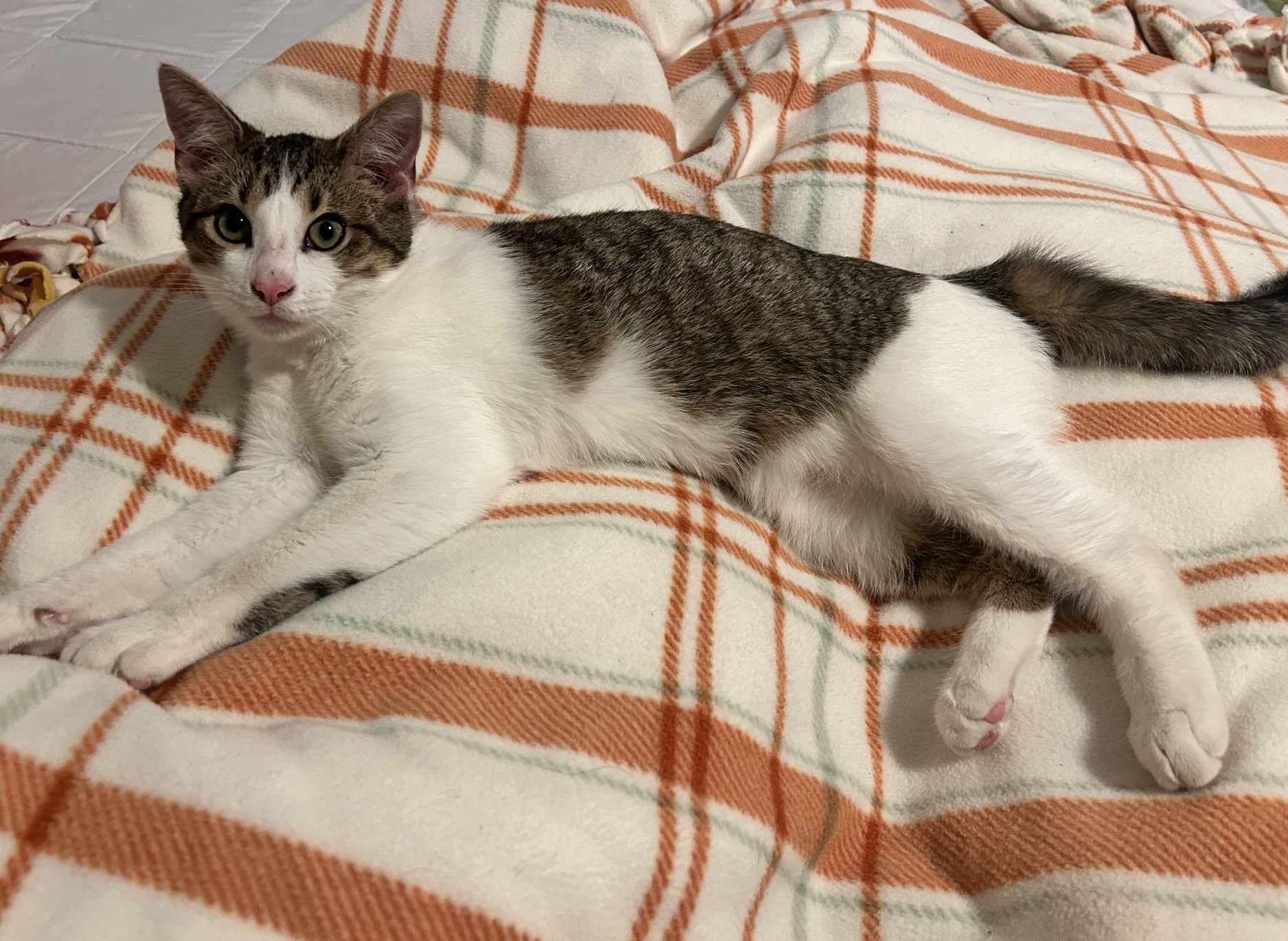 Thai, a Adoptable Domestic Short Hair in Loveland, OH image 2/4