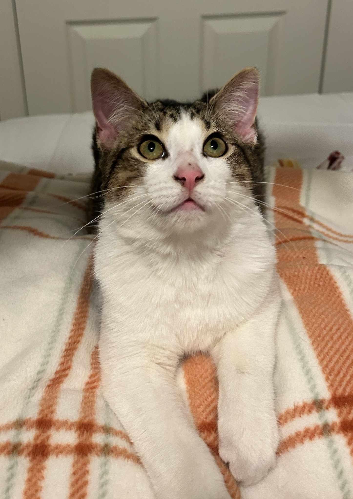 Thai, a Adoptable Domestic Short Hair in Loveland, OH image 1/4