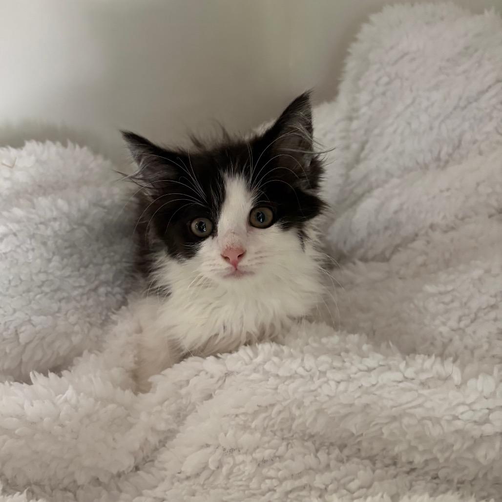 Enlarge Leo, a Adoptable Domestic Long Hair in Lexington, KY image 1/6