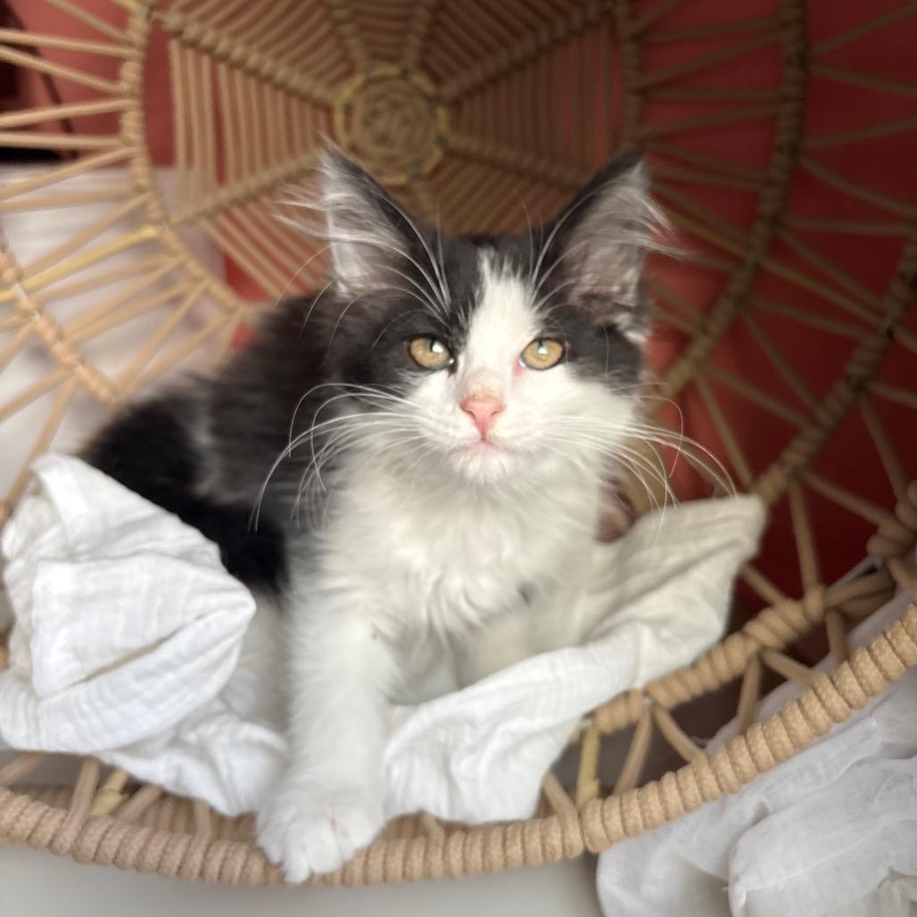 Enlarge Leo, a Adoptable Domestic Long Hair in Lexington, KY image 2/6