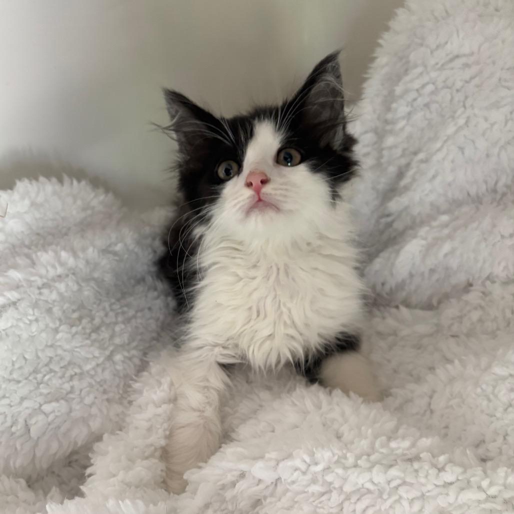 Enlarge Leo, a Adoptable Domestic Long Hair in Lexington, KY image 3/6