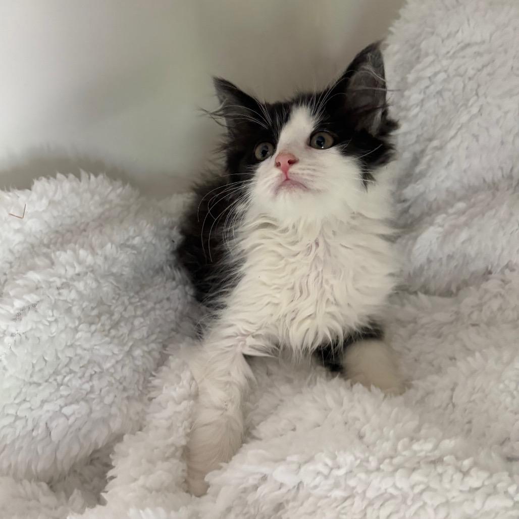 Enlarge Leo, a Adoptable Domestic Long Hair in Lexington, KY image 4/6