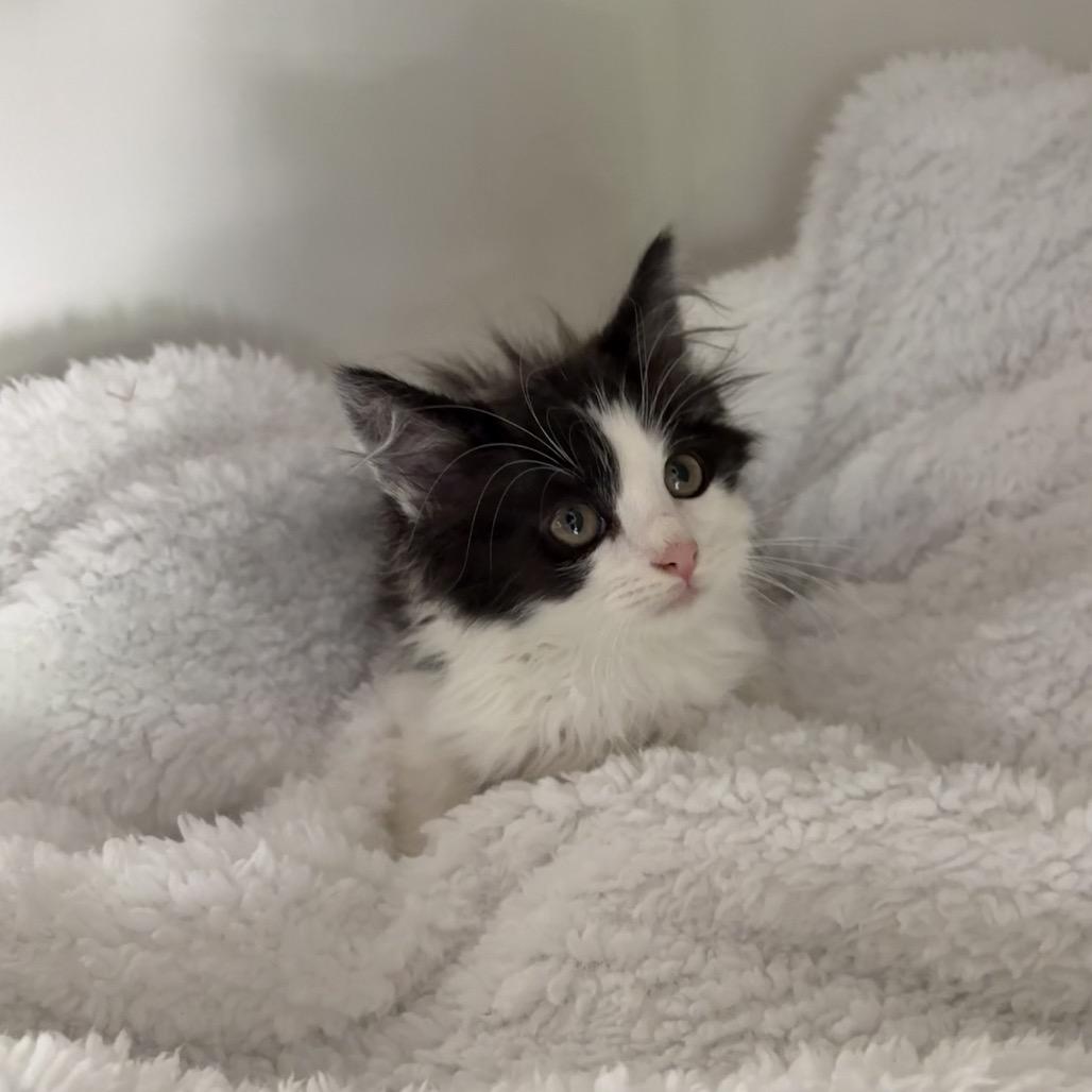 Enlarge Leo, a Adoptable Domestic Long Hair in Lexington, KY image 5/6