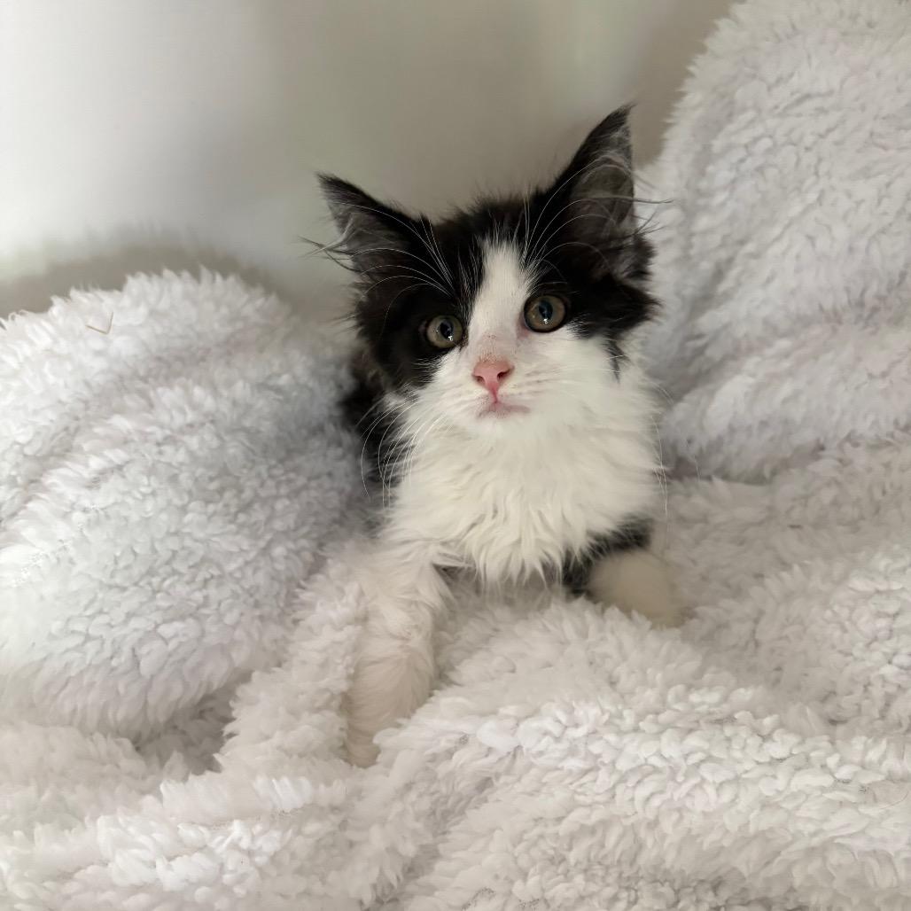Enlarge Leo, a Adoptable Domestic Long Hair in Lexington, KY image 6/6