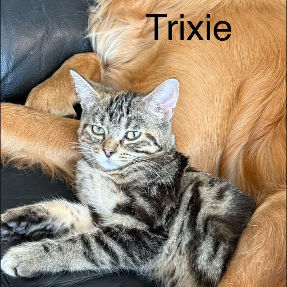 Trixie *** Great w/ Dogs *** @ Livonia PetSmart ~ Adopted 01/31/26, an adopted Tabby in Livonia, MI image 1/2