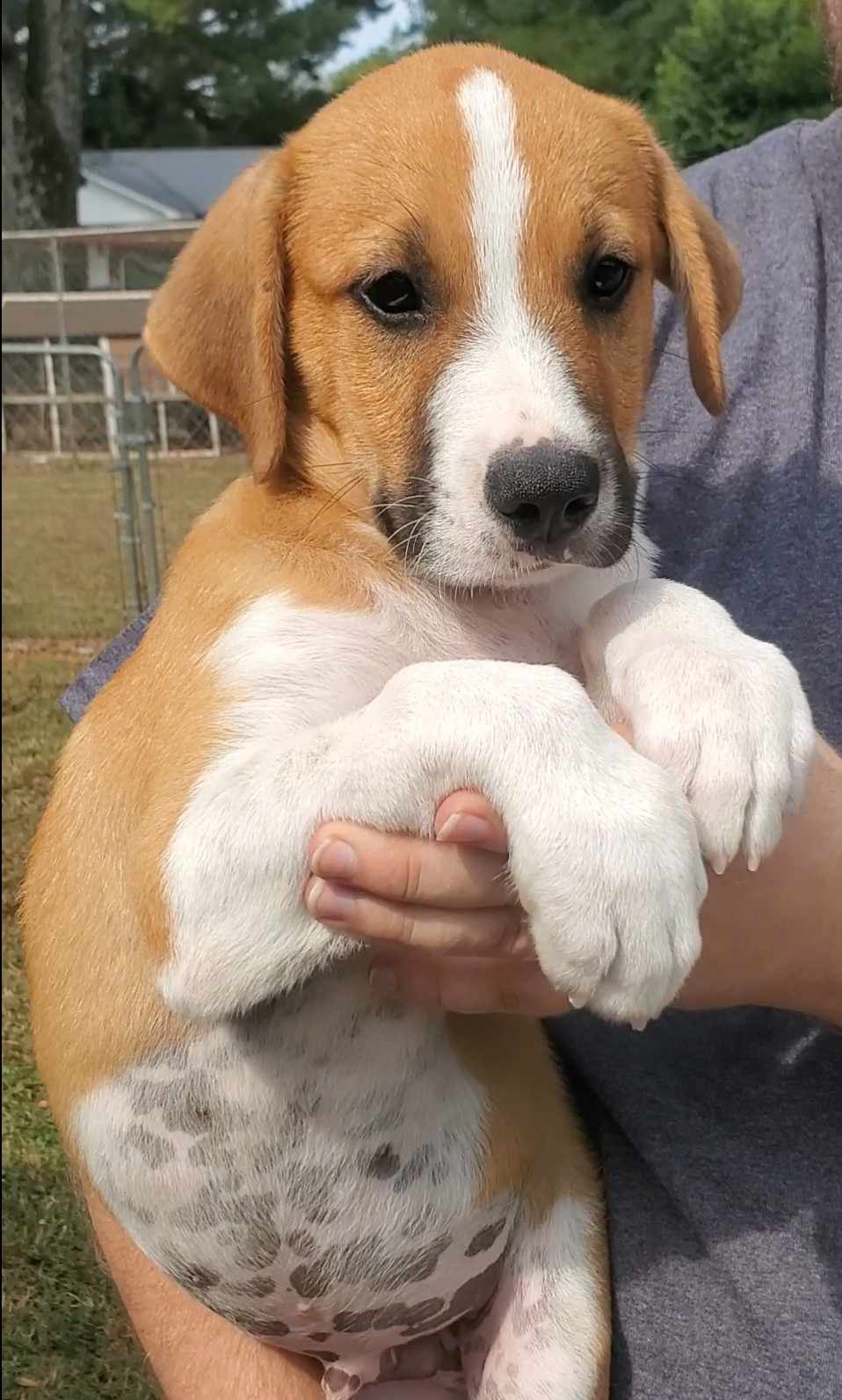 Dog for adoption Weston, a Great Pyrenees Mix in Woolwich, ME Petfinder