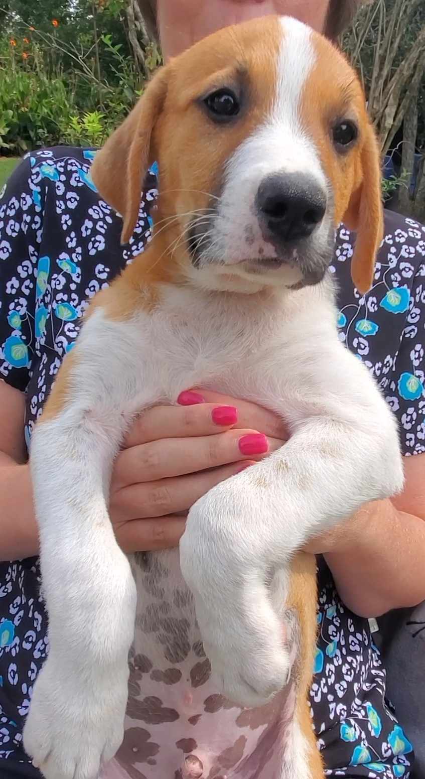 Dog for adoption Weston, a Great Pyrenees Mix in Woolwich, ME Petfinder