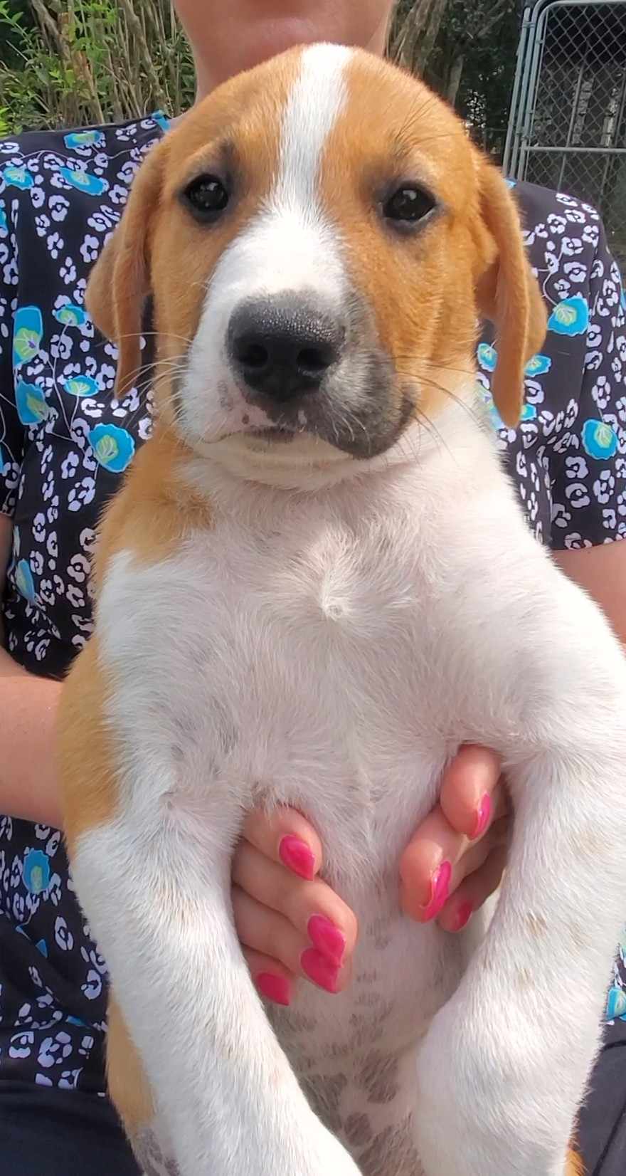 Dog for adoption Weston, a Great Pyrenees Mix in Woolwich, ME Petfinder