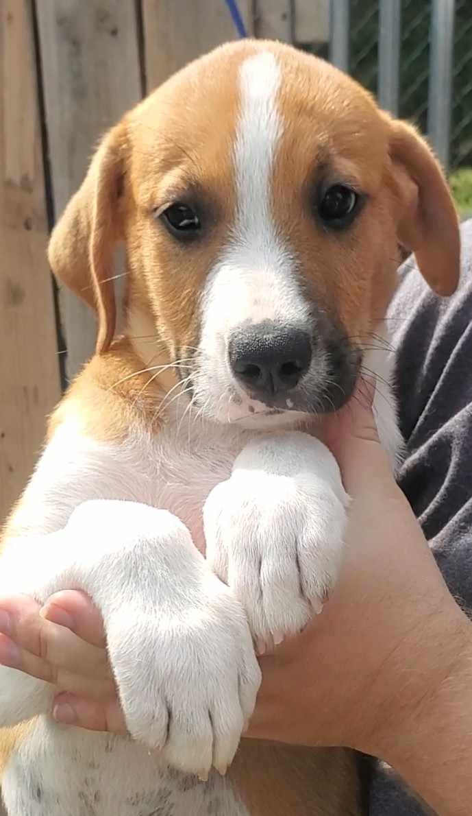 Dog for adoption Weston, a Great Pyrenees Mix in Woolwich, ME Petfinder