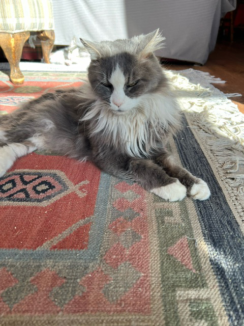 Enlarge Tiny Lady, a Adoptable Domestic Long Hair in Gardnerville, NV image 1/6