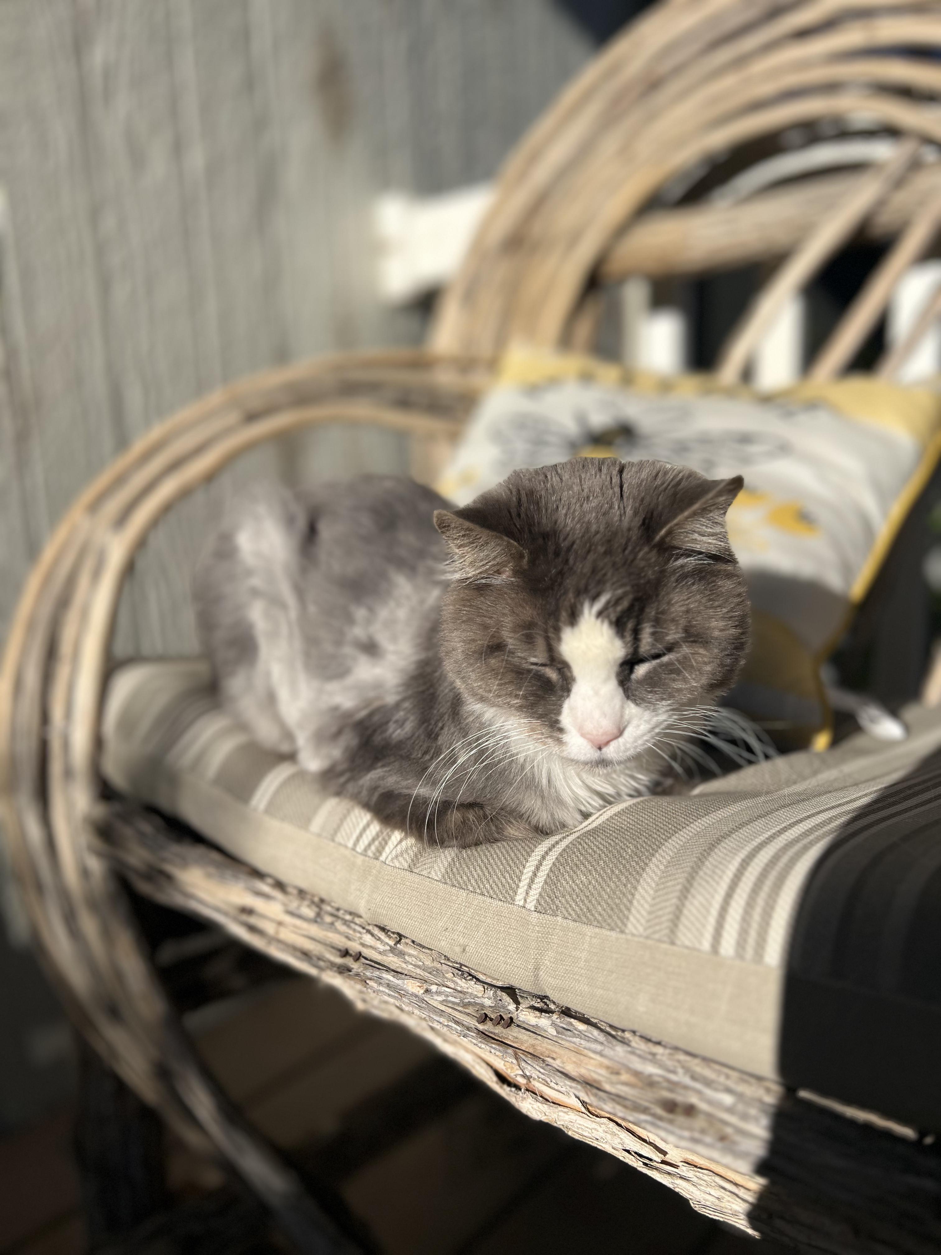 Enlarge Tiny Lady, a Adoptable Domestic Long Hair in Gardnerville, NV image 2/6
