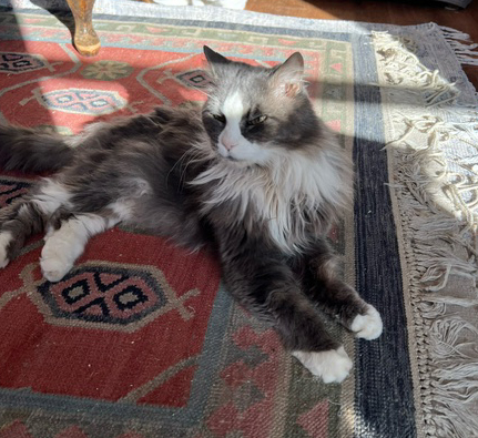 Tiny Lady, Adoptable, Senior Female Domestic Long Hair.