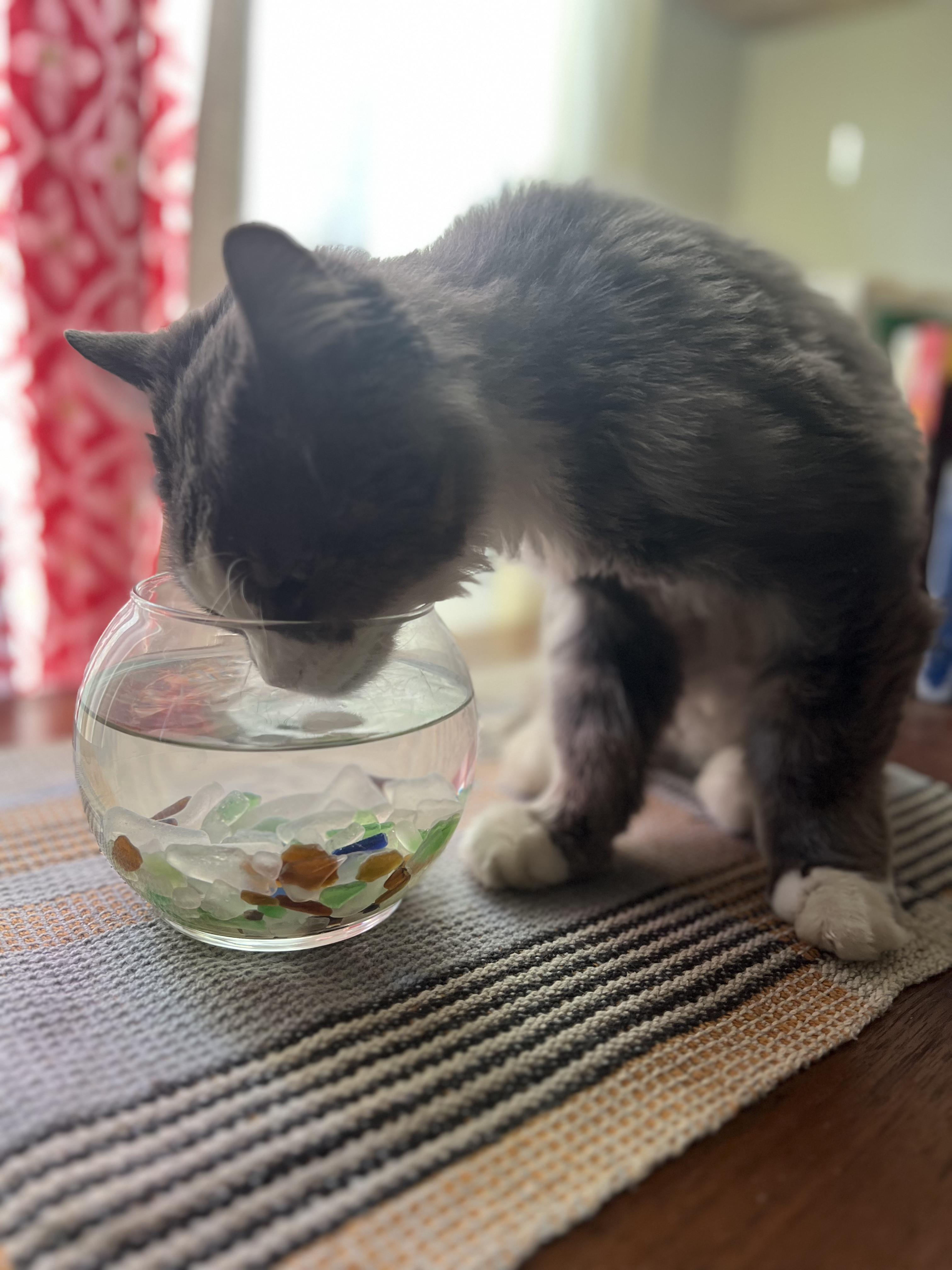 Enlarge Tiny Lady, a Adoptable Domestic Long Hair in Gardnerville, NV image 4/6