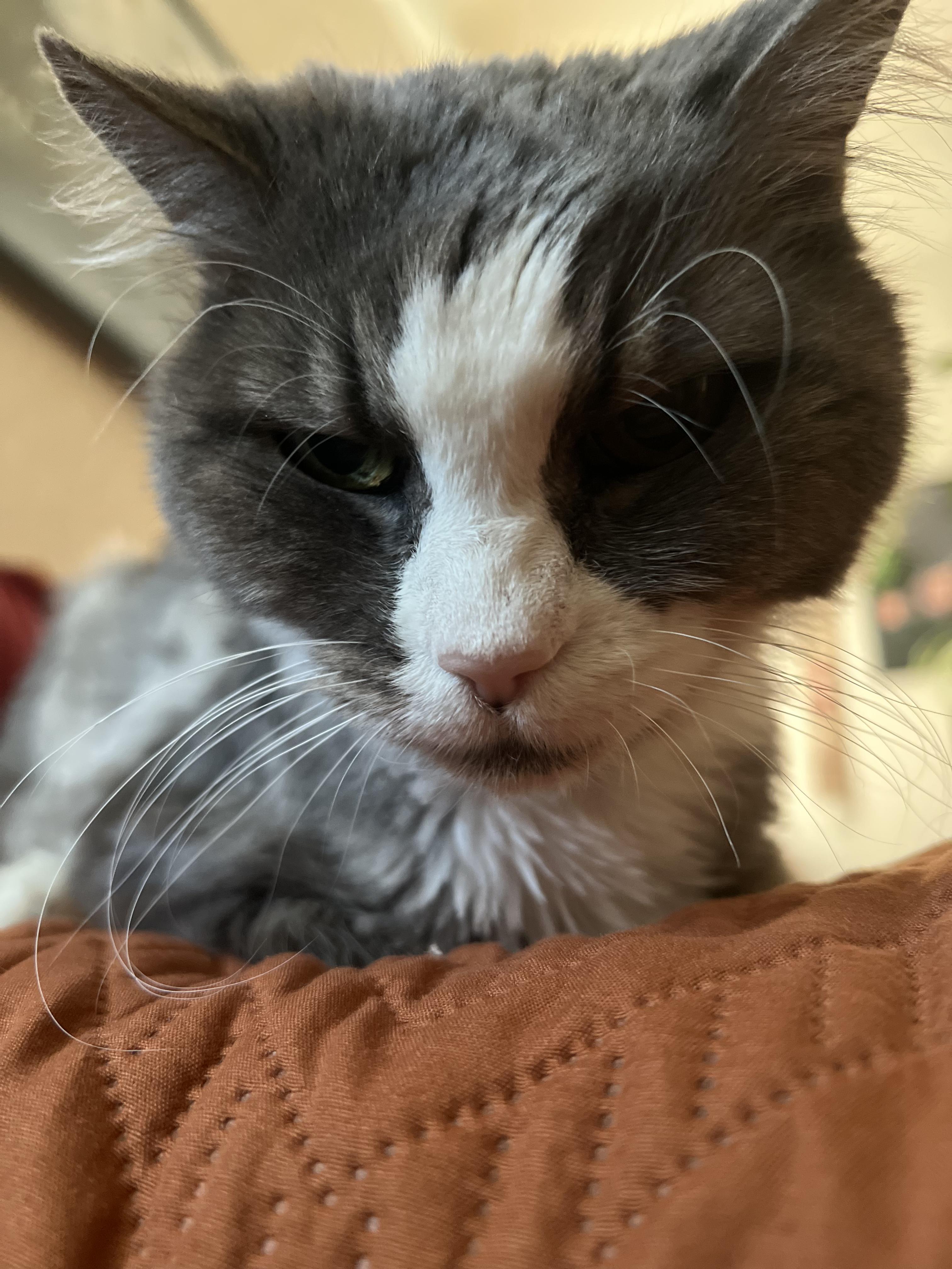 Enlarge Tiny Lady, a Adoptable Domestic Long Hair in Gardnerville, NV image 5/6