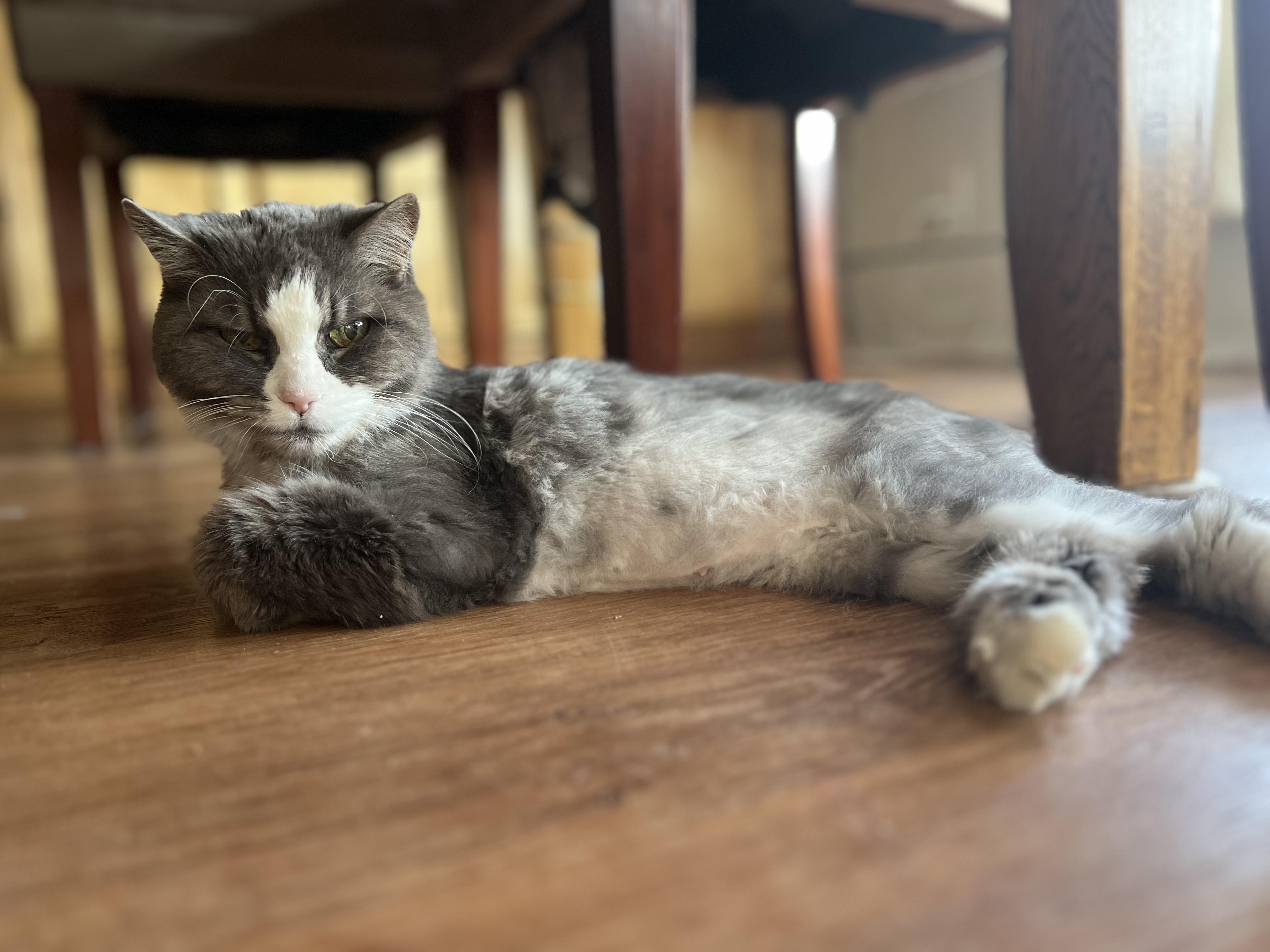 Enlarge Tiny Lady, a Adoptable Domestic Long Hair in Gardnerville, NV image 6/6