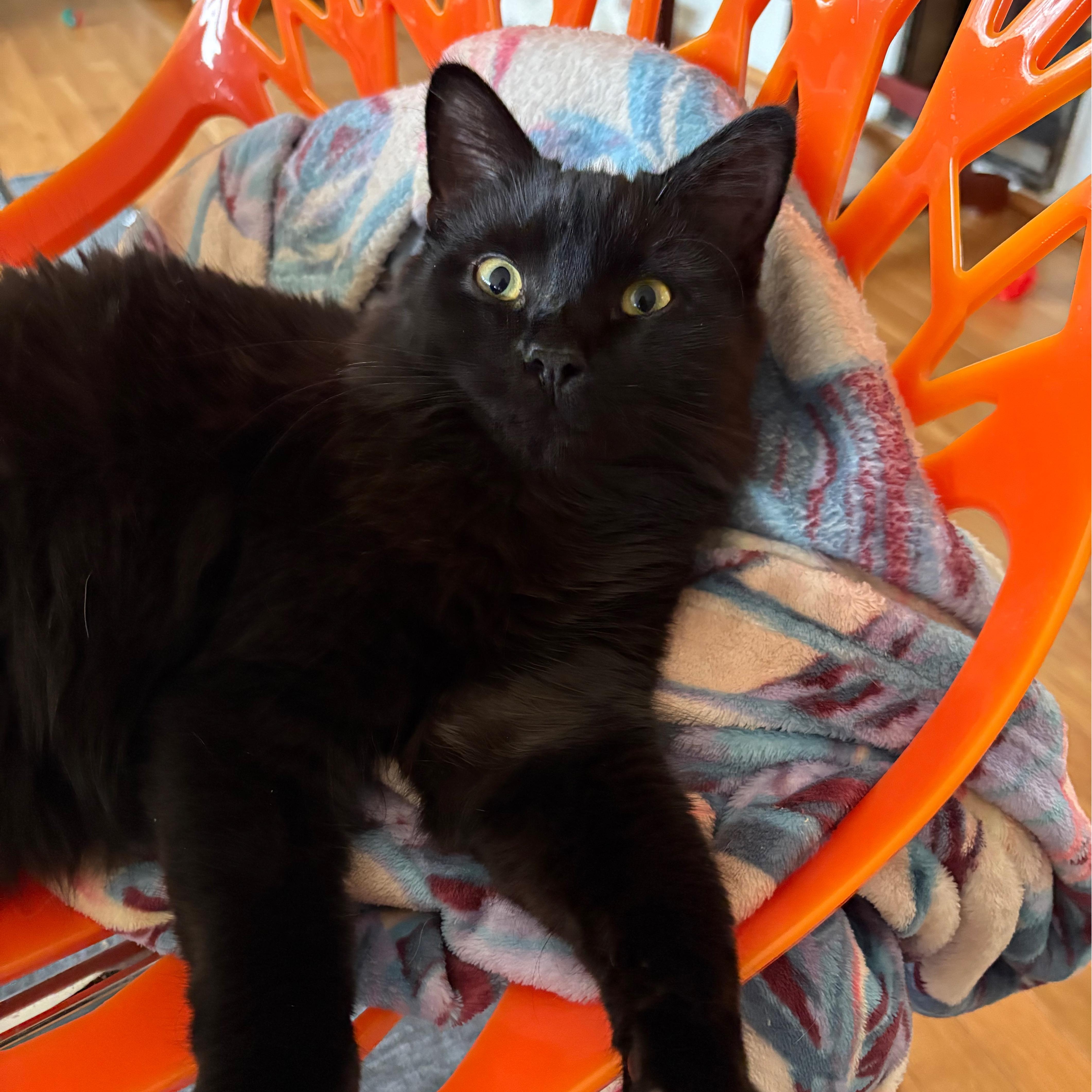 Enlarge Kahvi, a Adoptable mixed breed in Alexandria, VA image 2/3