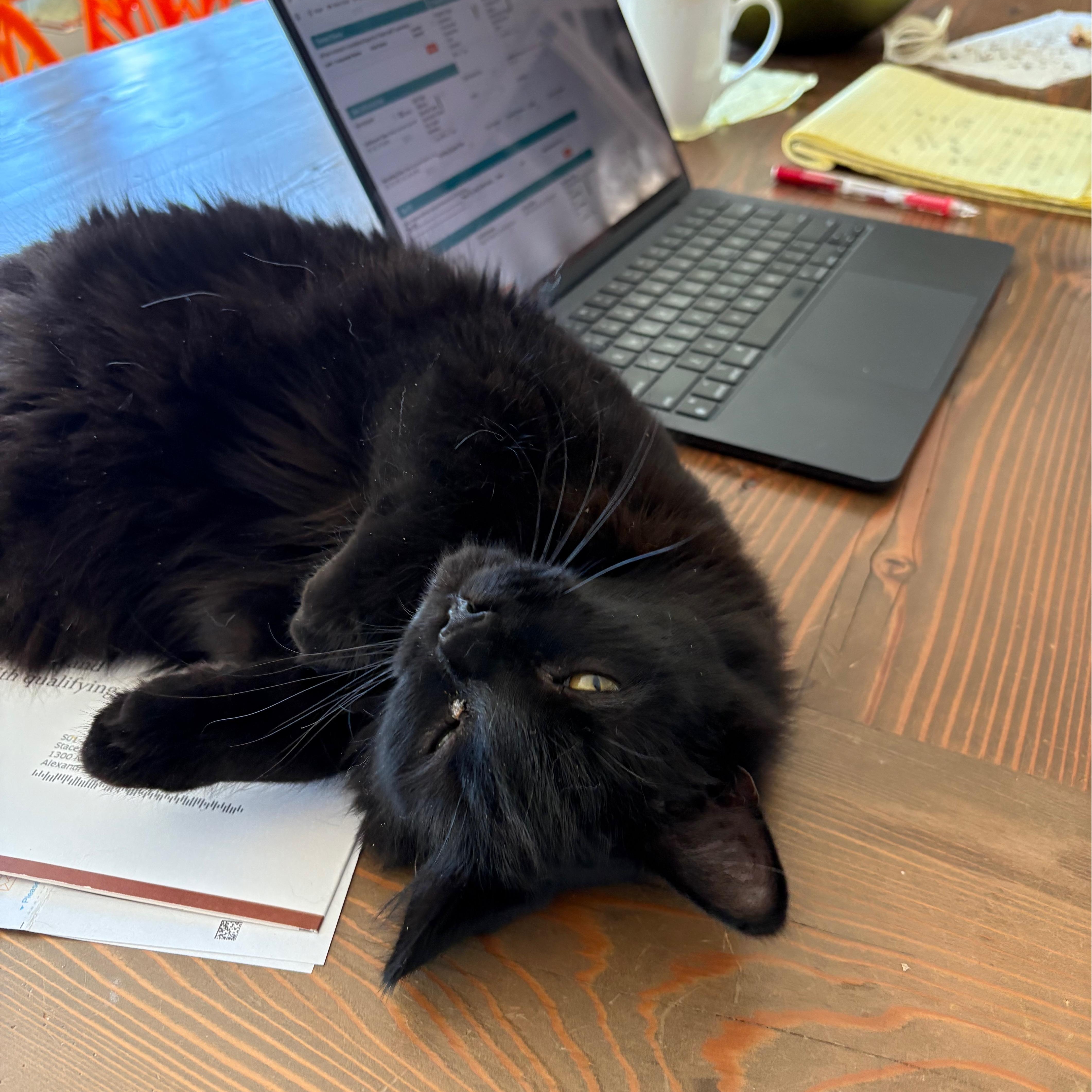 Enlarge Kahvi, a Adoptable mixed breed in Alexandria, VA image 3/3