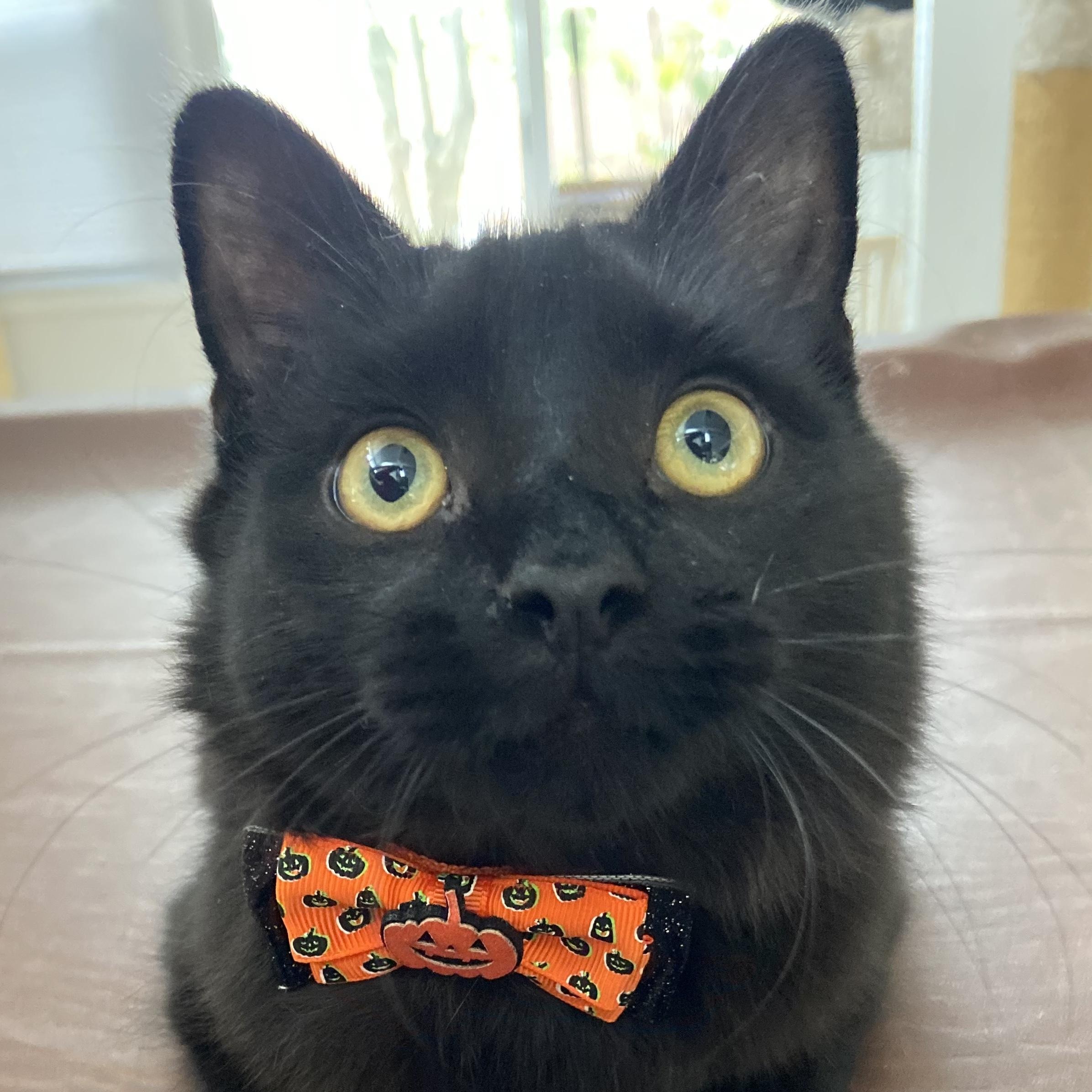 Kahvi, Adoptable, Young Male Domestic Medium Hair.