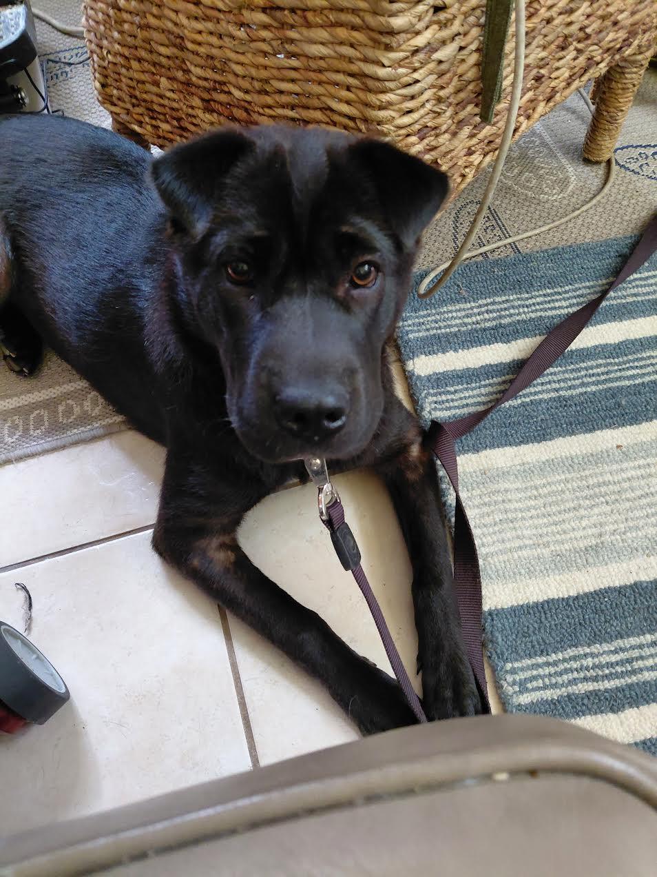 Berrie, Adoptable, Puppy Female Black Labrador Retriever & Shar-Pei.