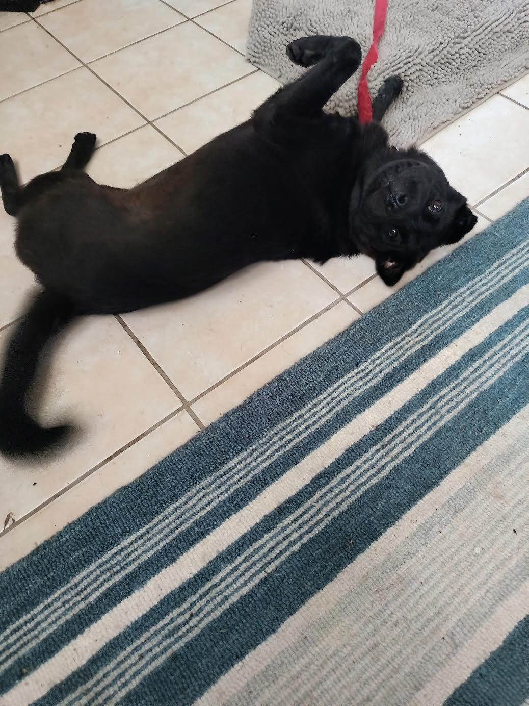 Berrie, Adoptable, Puppy Female Black Labrador Retriever & Shar-Pei.