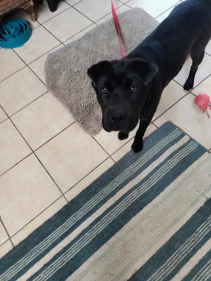 Enlarge Berrie, a Adoptable mixed breed in Marina del Rey, CA image 3/3