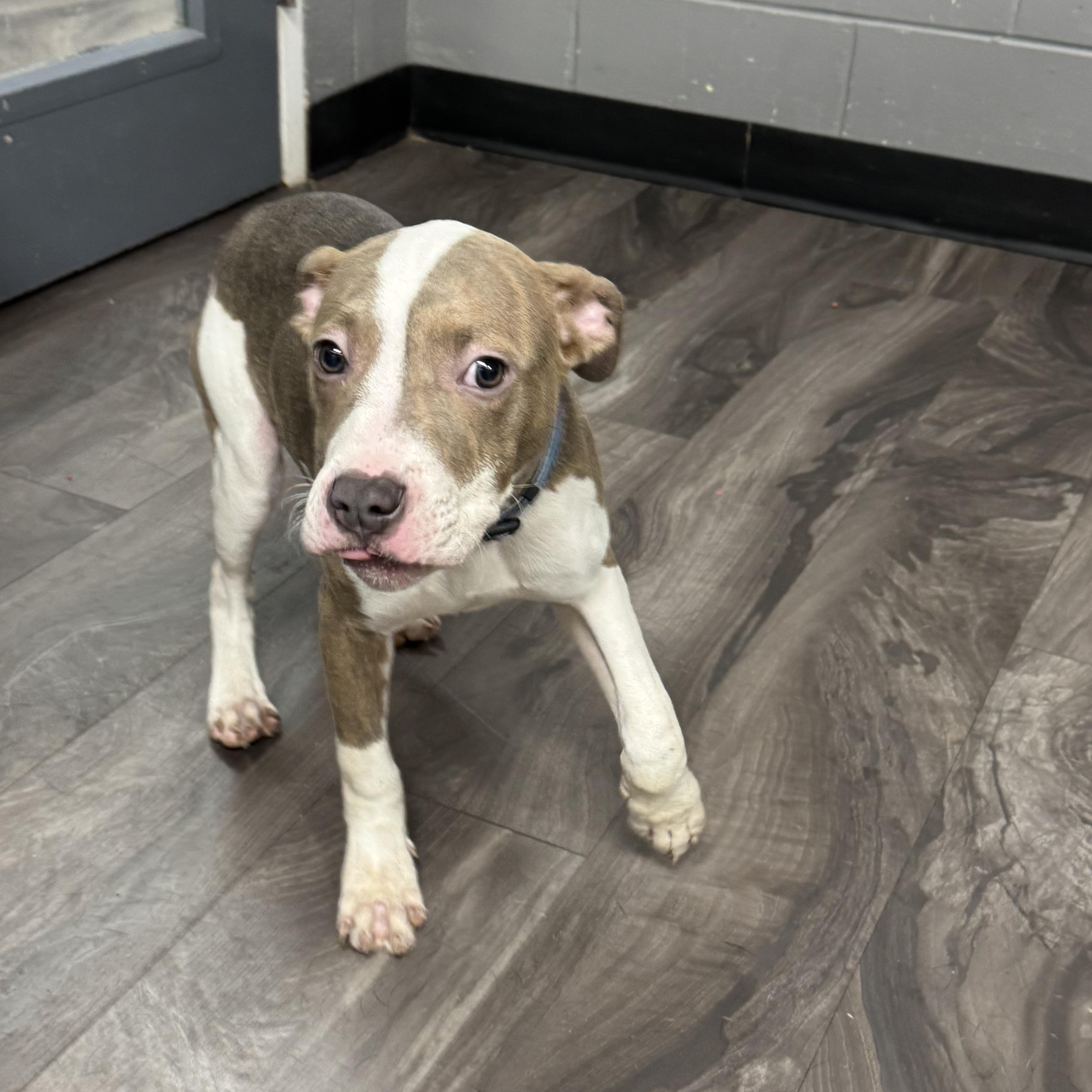 Smoky, adopted, Puppy Male Pit Bull Terrier.