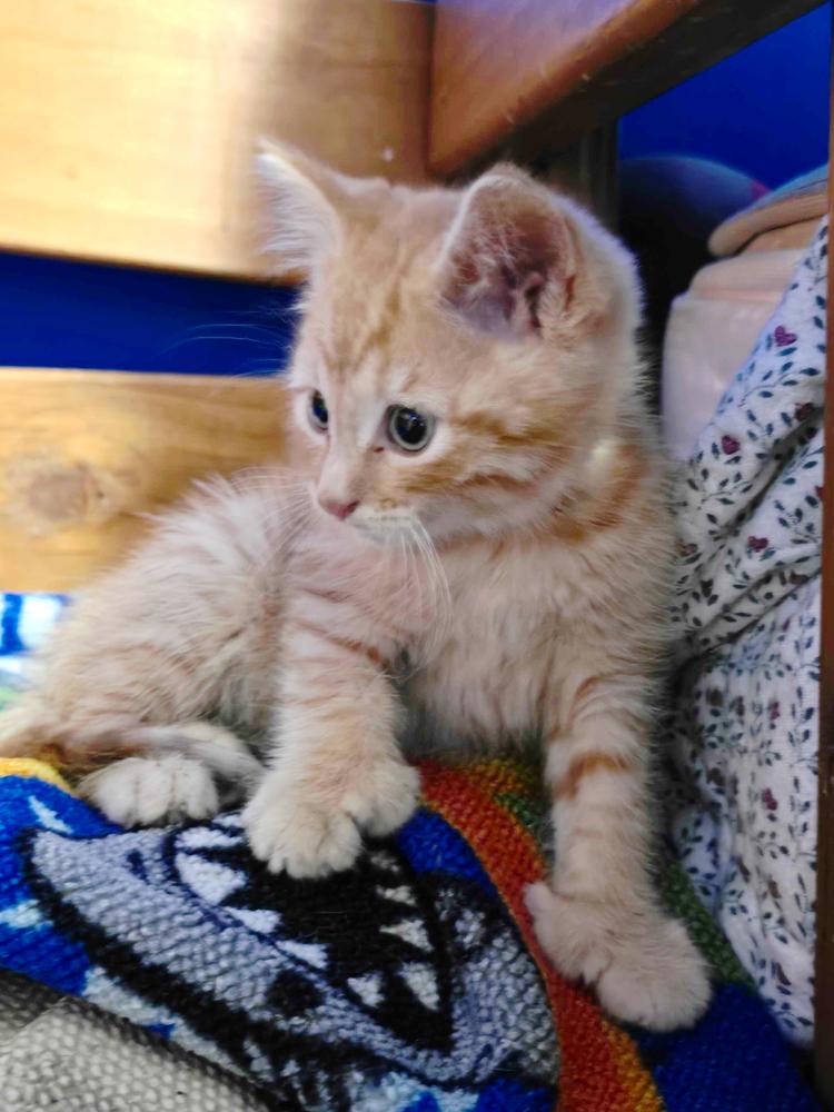 Cheeto, Adoptable, Kitten Male Domestic Short Hair & Extra-Toes Cat / Hemingway Polydactyl.