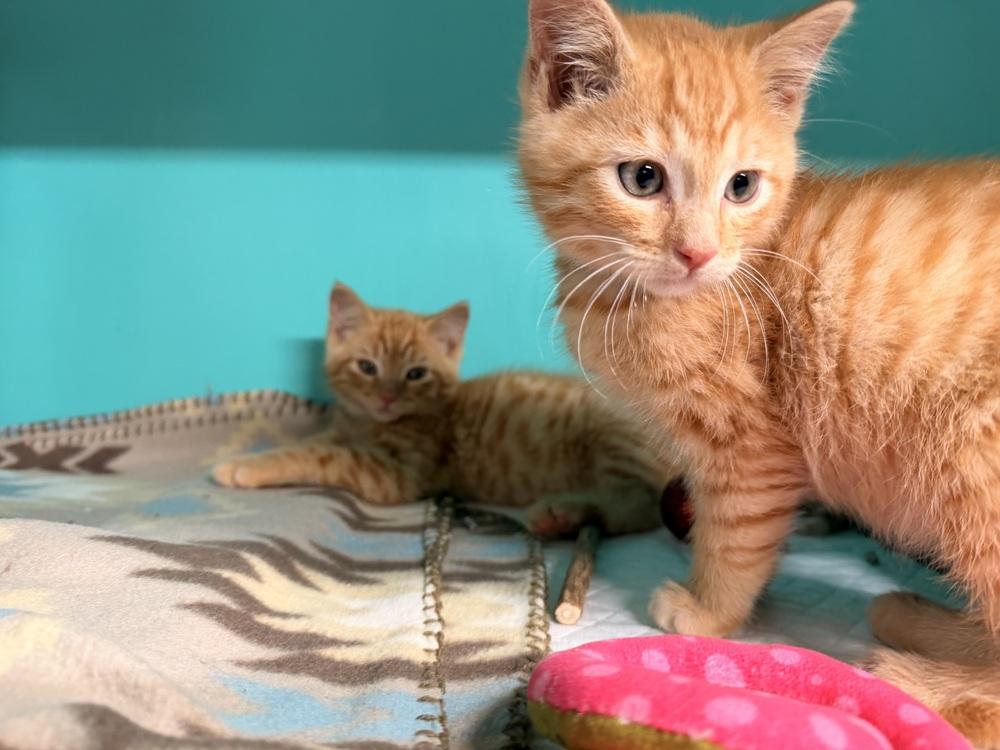 Enlarge Cheeto, a Adoptable mixed breed in Topeka, KS image 2/3