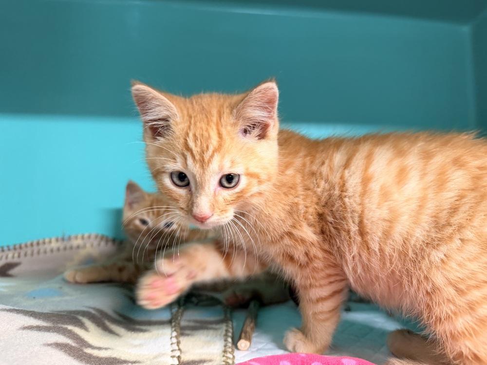 Enlarge Cheeto, a Adoptable mixed breed in Topeka, KS image 3/3
