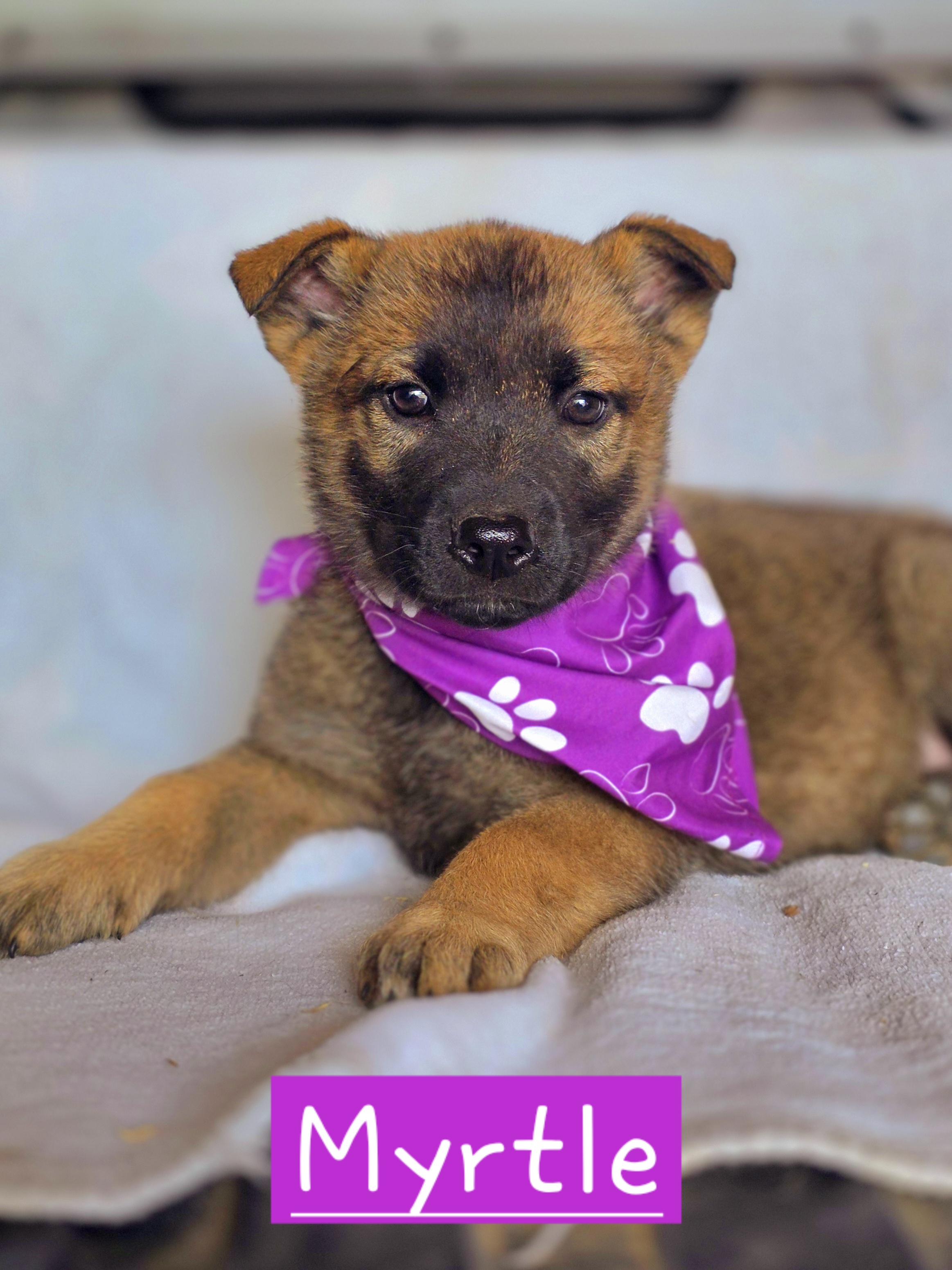 Myrtle, adopted, Puppy Female Belgian Shepherd / Malinois.