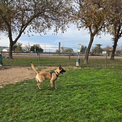 Marvin, an adopted Belgian Shepherd / Malinois in Modesto, CA image 2/5