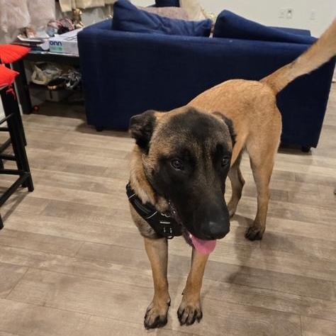 Marvin, an adopted Belgian Shepherd / Malinois in Modesto, CA image 1/5