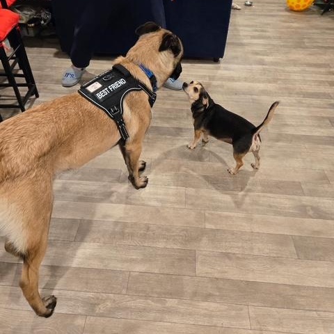 Marvin, an adopted Belgian Shepherd / Malinois in Modesto, CA image 5/5