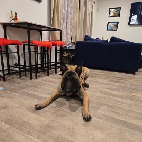 Marvin, an adopted Belgian Shepherd / Malinois in Modesto, CA image 4/5