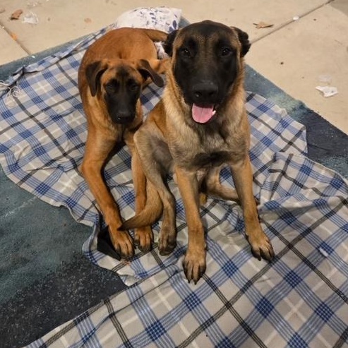 Marvin, an adopted Belgian Shepherd / Malinois in Modesto, CA image 3/5