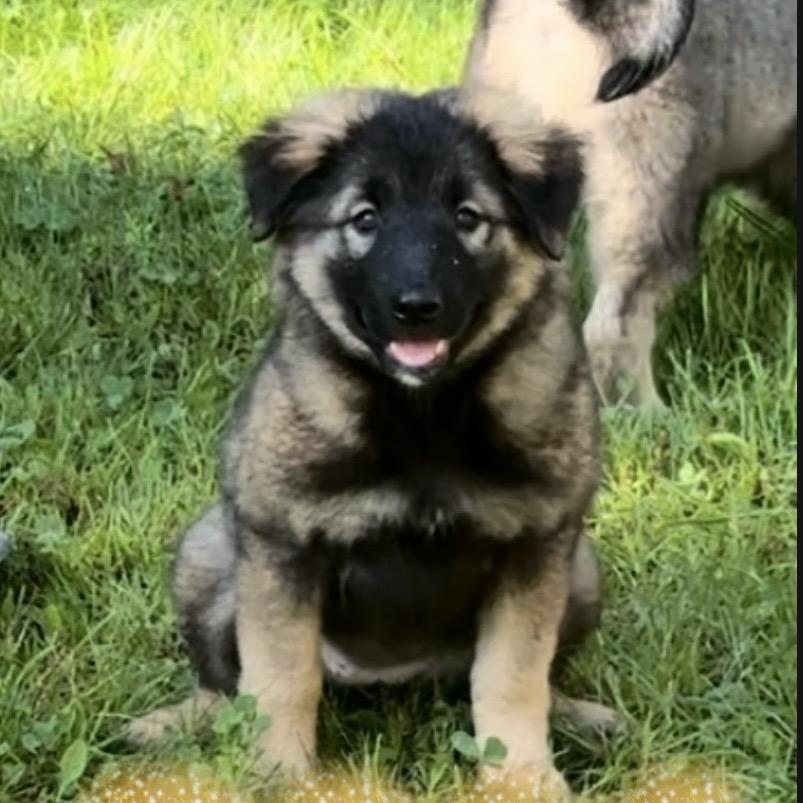 BRISTOL, ADOPTABLE, Puppy • Female, Shepherd & Keeshond.