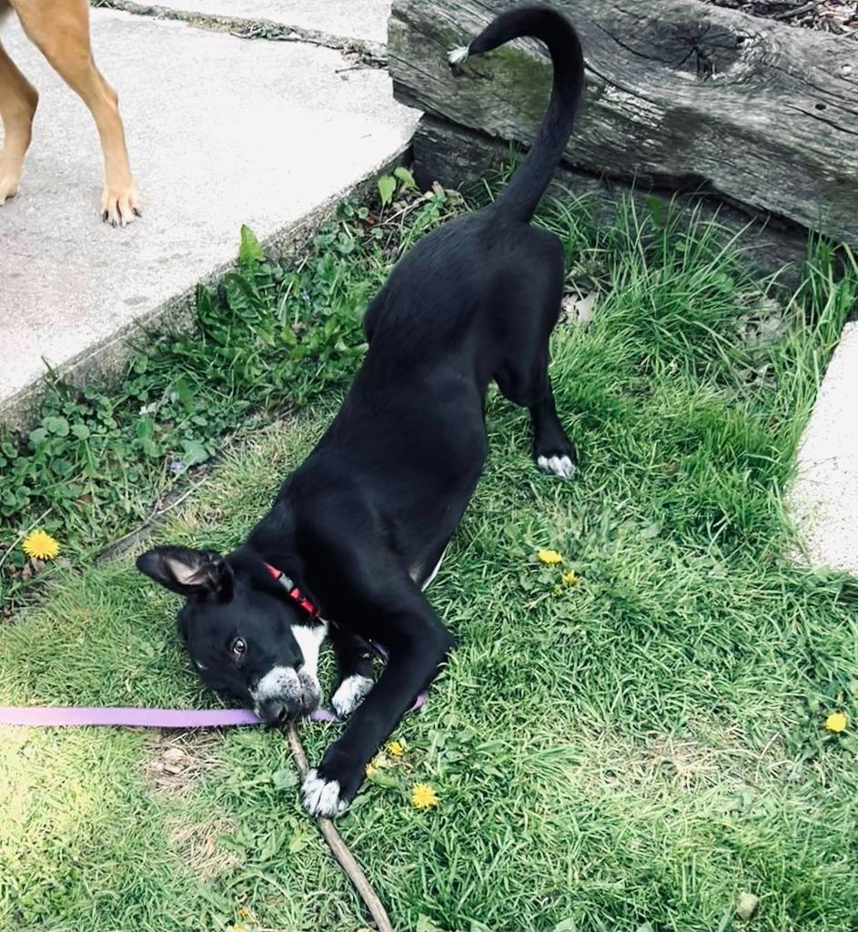 Justice, Adoptable, Puppy Male Collie.