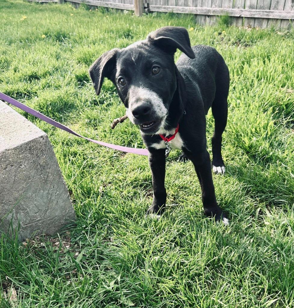 Enlarge Justice, a Adoptable mixed breed in Fond Du Lac, WI image 1/6