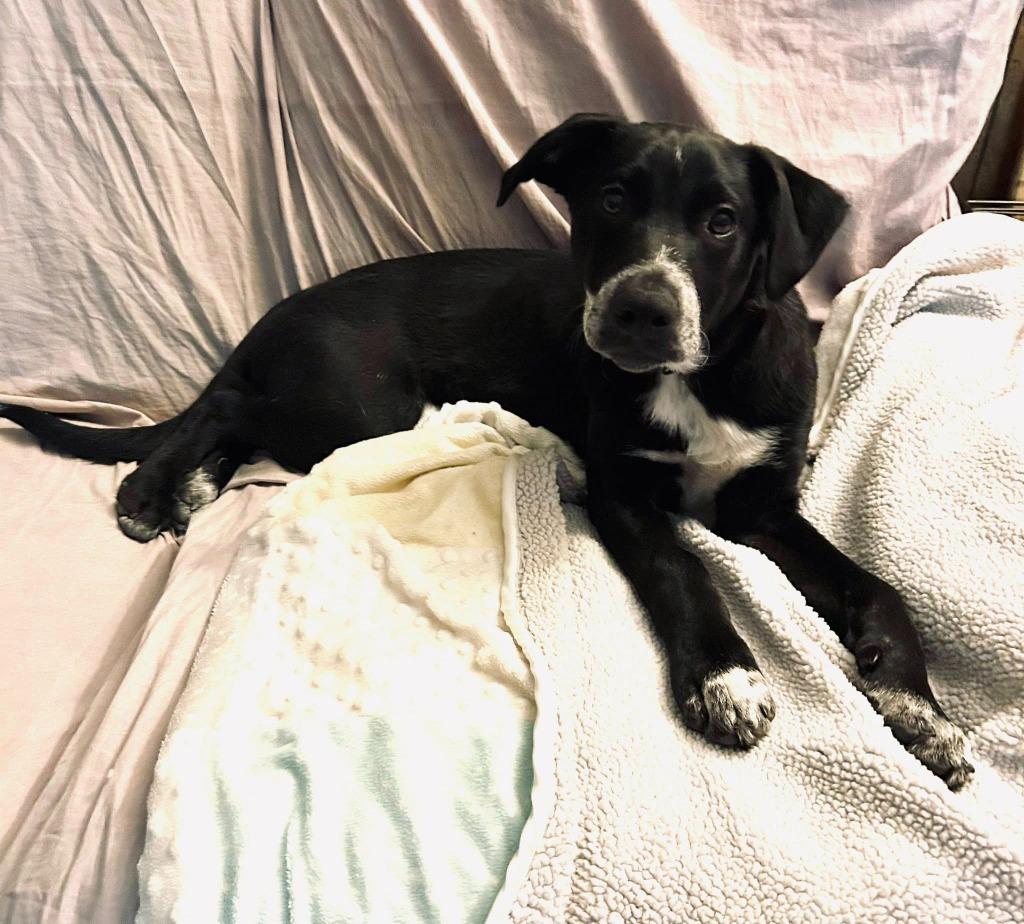 Justice, a Adoptable mixed breed in Fond Du Lac, WI image 2/5