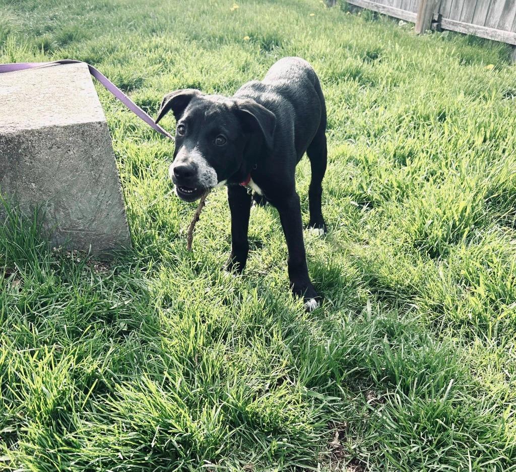 Enlarge Justice, a Adoptable mixed breed in Fond Du Lac, WI image 2/6