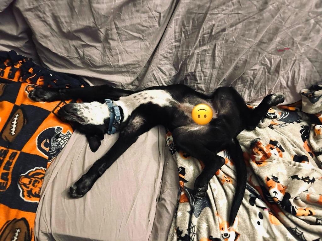 Enlarge Justice, a Adoptable mixed breed in Fond Du Lac, WI image 3/6