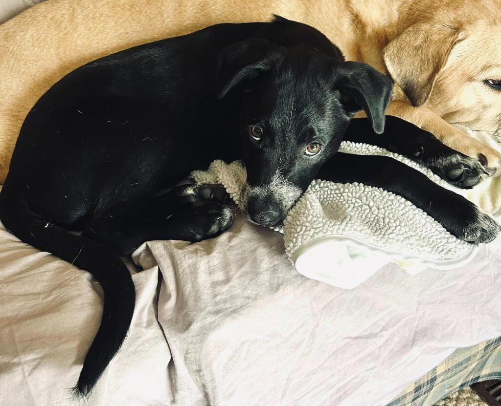 Enlarge Justice, a Adoptable mixed breed in Fond Du Lac, WI image 4/6