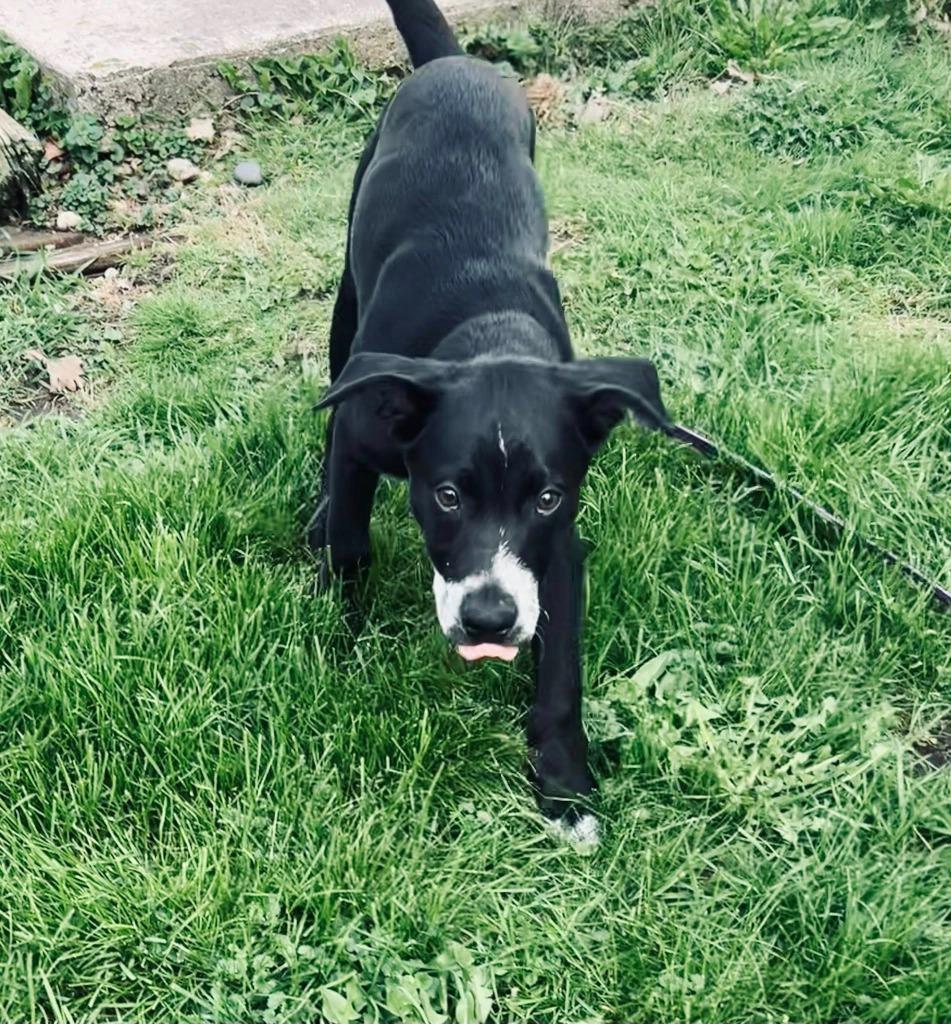 Enlarge Justice, a Adoptable mixed breed in Fond Du Lac, WI image 5/6