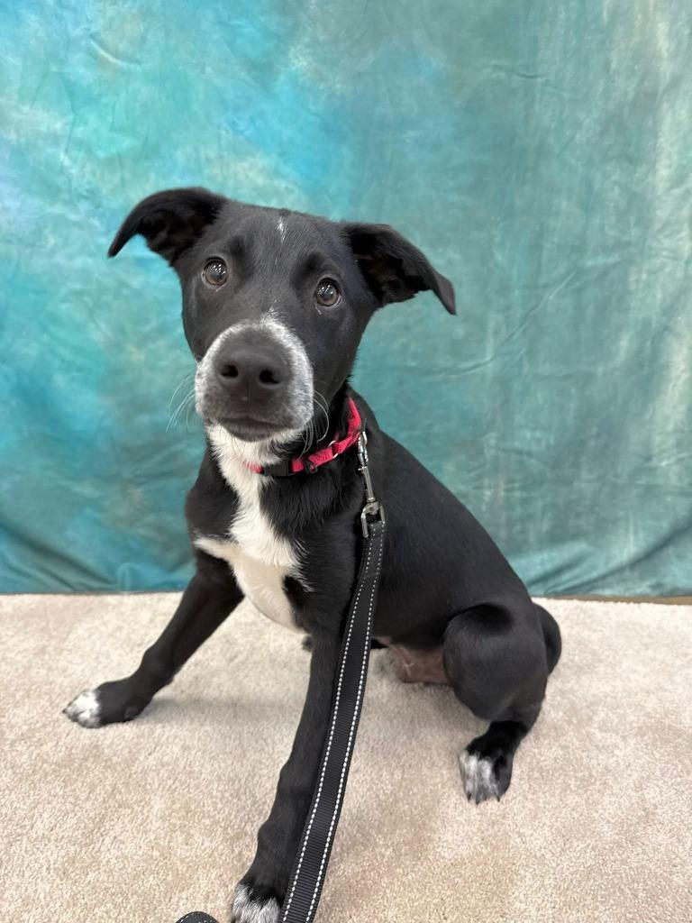 Justice, a Adoptable mixed breed in Fond Du Lac, WI image 4/5