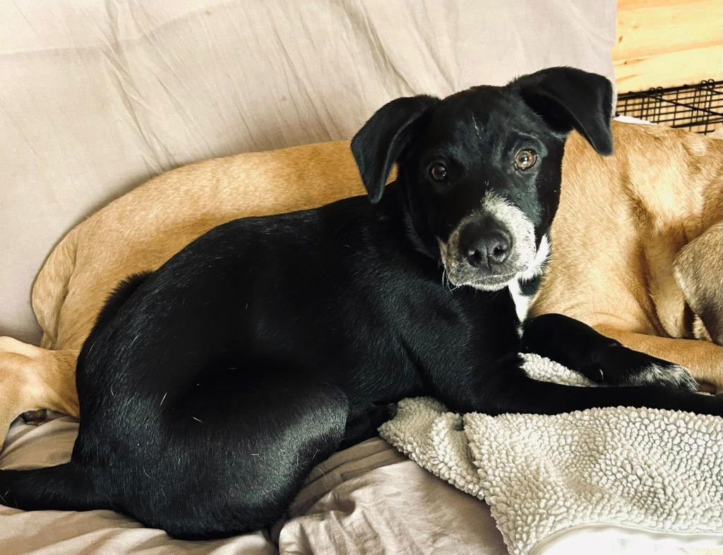 Enlarge Justice, a Adoptable mixed breed in Fond Du Lac, WI image 6/6