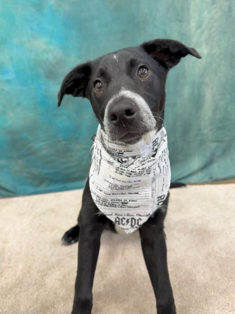 Justice, a Adoptable mixed breed in Fond Du Lac, WI image 5/5