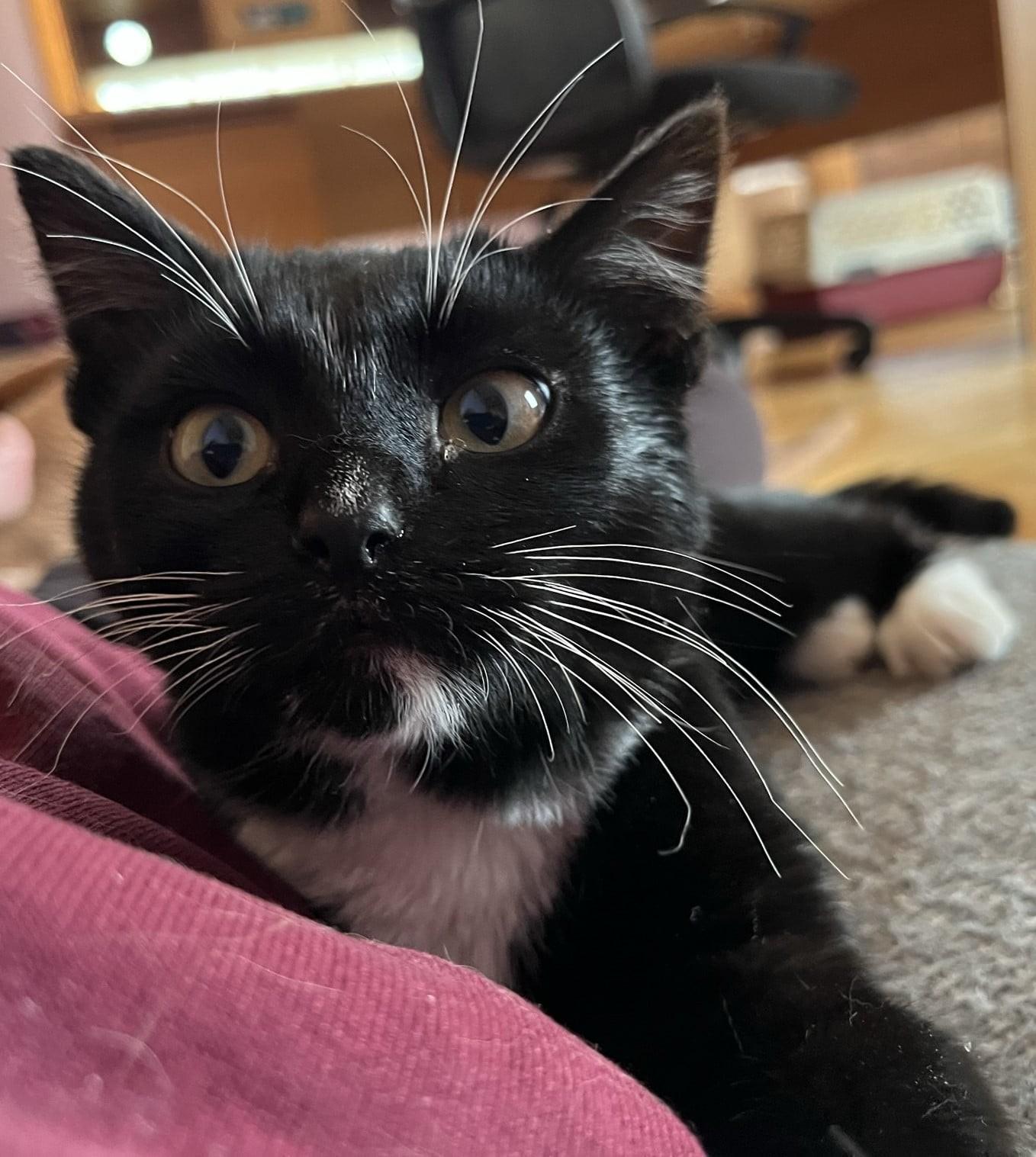Petey