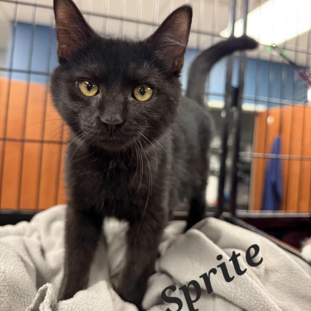 Enlarge Sprite, a Adoptable Domestic Short Hair in Richmond, IN image 1/1
