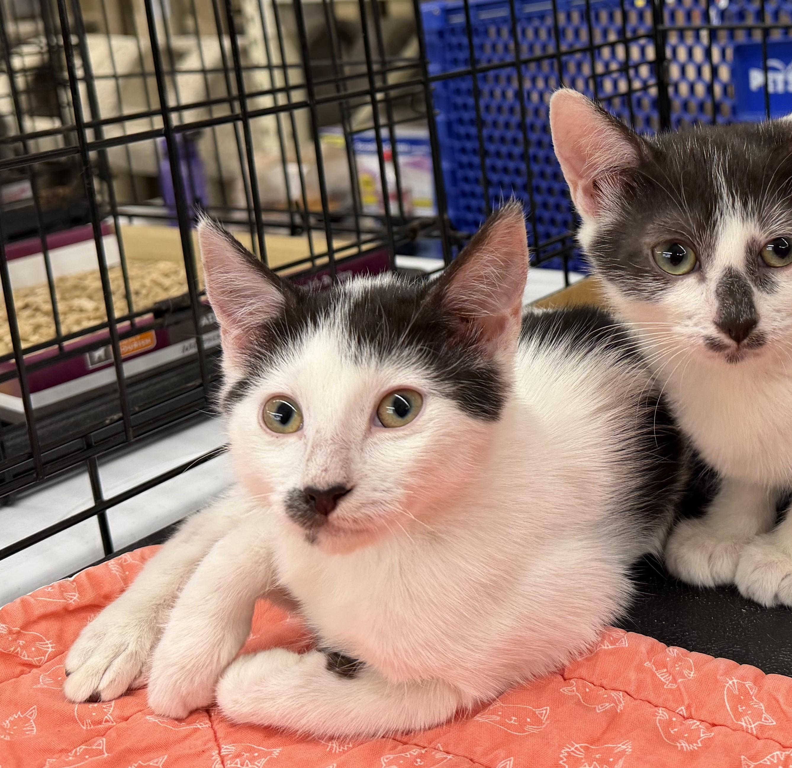 Joyce, adopted, Young Female Domestic Short Hair.